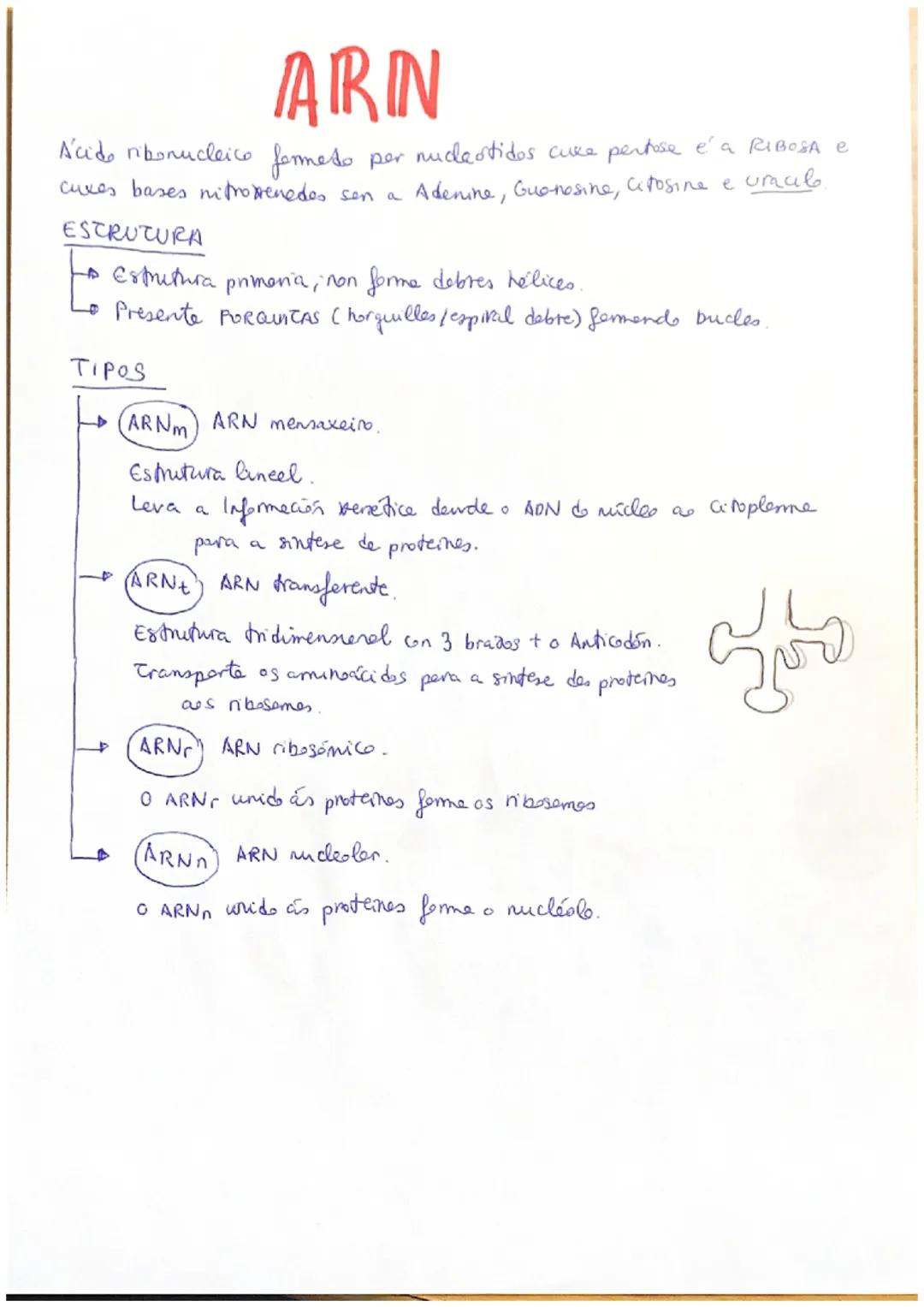 # ácidos nucleicos

(ACIDO NUCLEICO) Blomolécula orgenica femmede per C, H, O, P, N.

Están formatos per Nucleotides.
Levan a Información xe