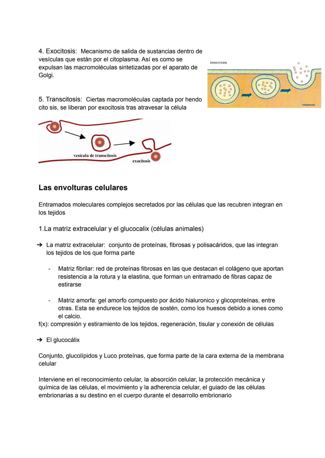 Tema 4: Estructura de la célula
La teoría celular
Las primeras observaciones de las células se produjeron en el siglo XVII. En 1838 Matthias