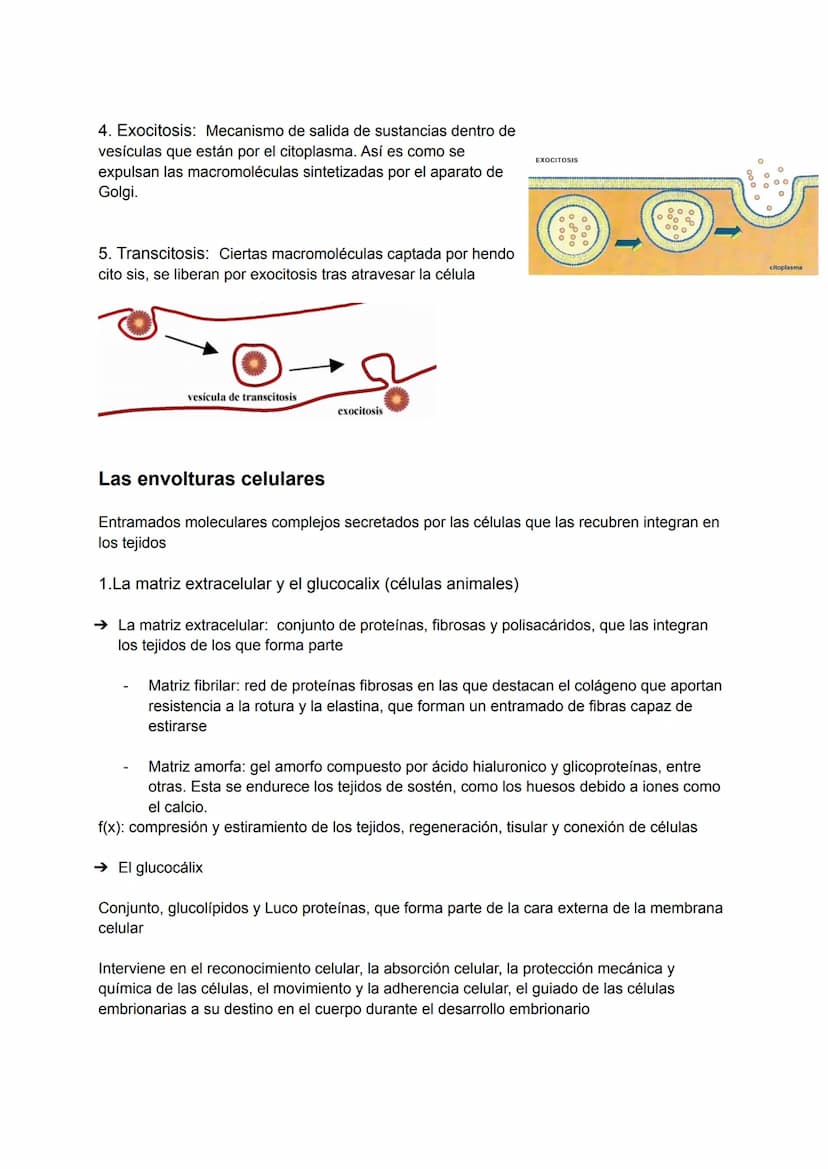 Tema 4: Estructura de la célula
La teoría celular
Las primeras observaciones de las células se produjeron en el siglo XVII. En 1838 Matthias
