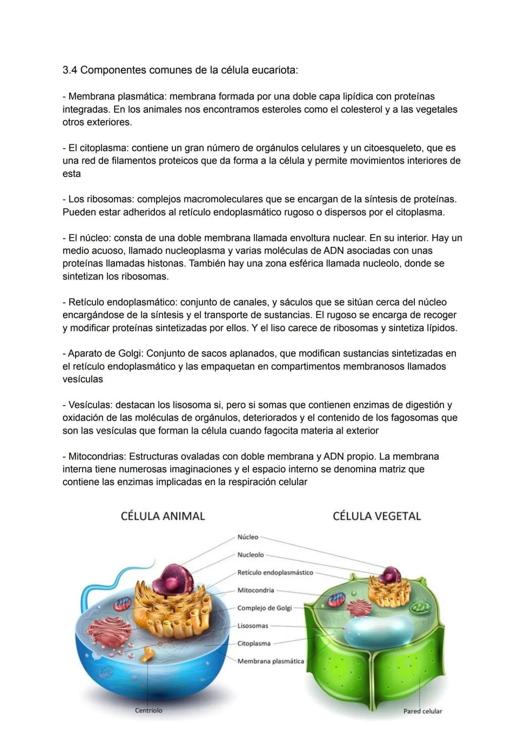 Tema 4: Estructura de la célula
La teoría celular
Las primeras observaciones de las células se produjeron en el siglo XVII. En 1838 Matthias