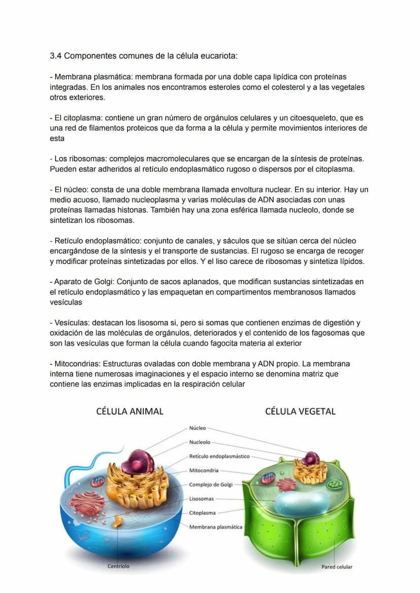 Tema 4: Estructura de la célula
La teoría celular
Las primeras observaciones de las células se produjeron en el siglo XVII. En 1838 Matthias