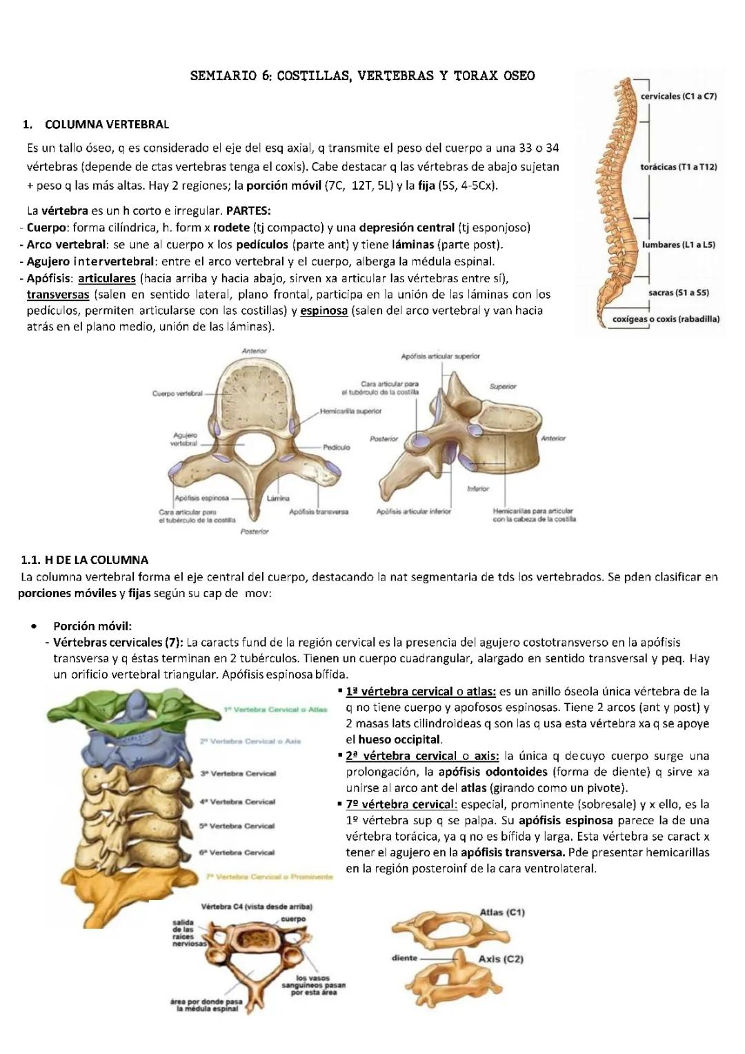 Anatomía Humana: Tema 6