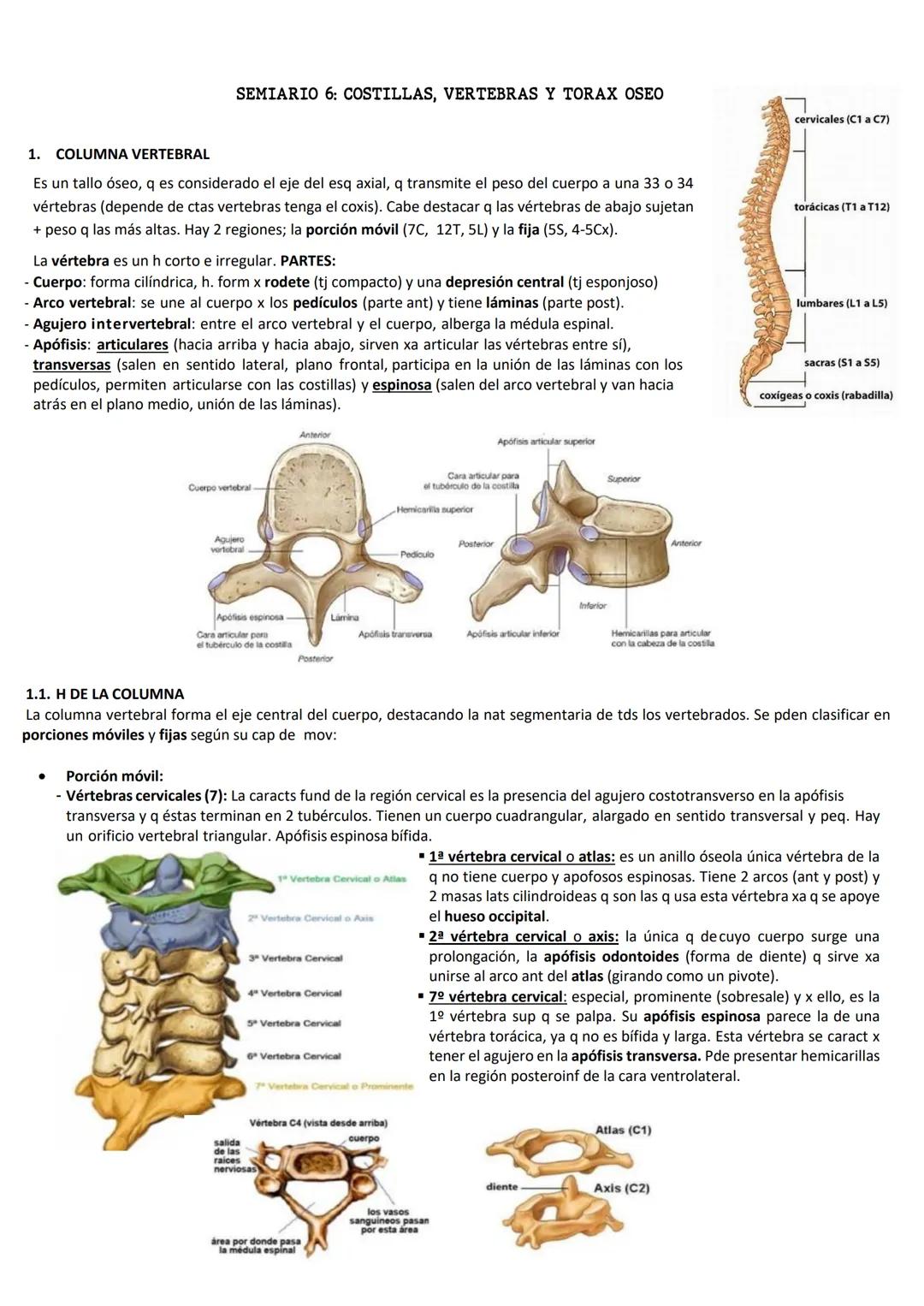 SEMIARIO 6: COSTILLAS, VERTEBRAS Y TORAX OSEO
1. COLUMNA VERTEBRAL
Es un tallo óseo, q es considerado el eje del esq axial, q transmite el p
