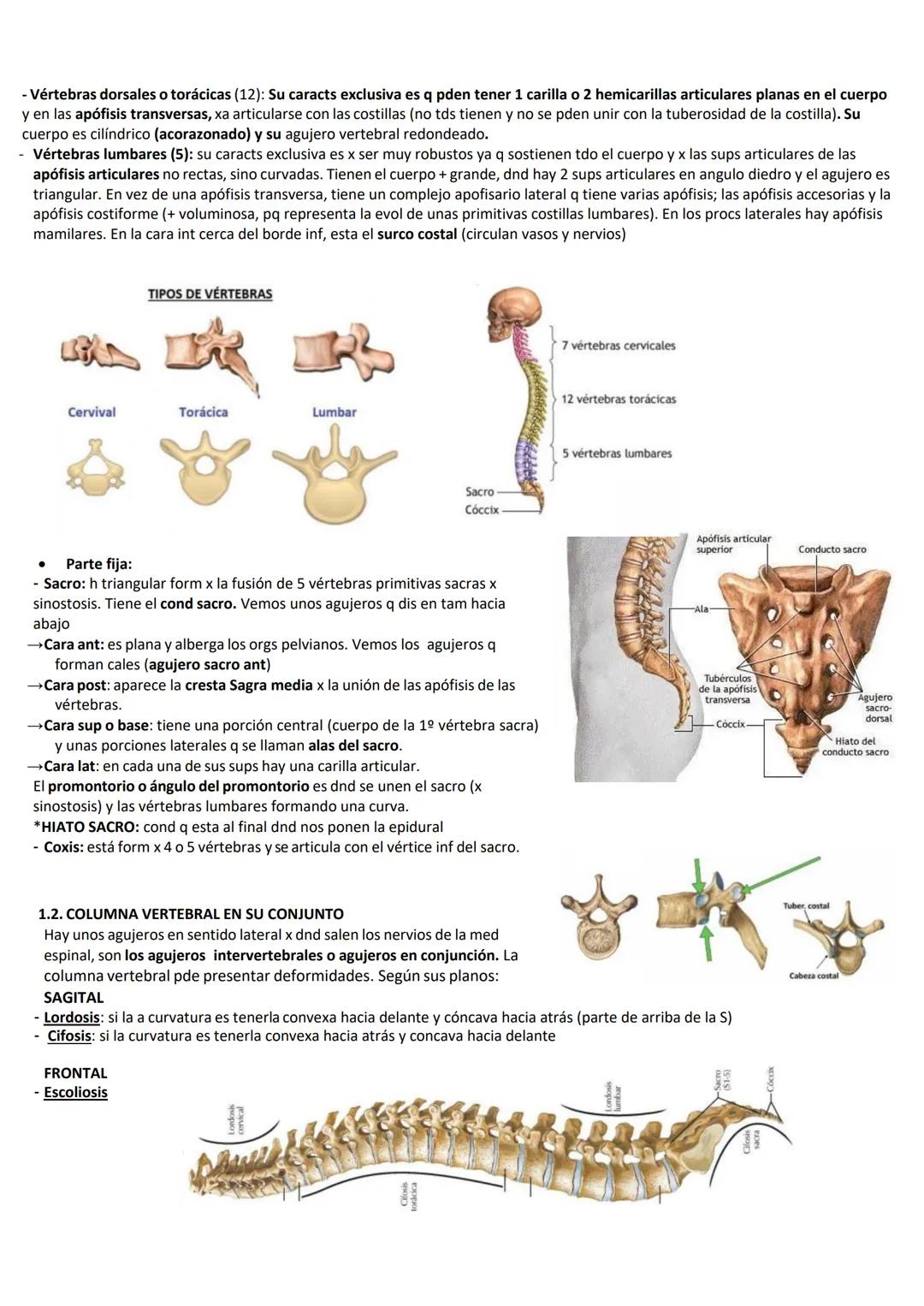 SEMIARIO 6: COSTILLAS, VERTEBRAS Y TORAX OSEO
1. COLUMNA VERTEBRAL
Es un tallo óseo, q es considerado el eje del esq axial, q transmite el p
