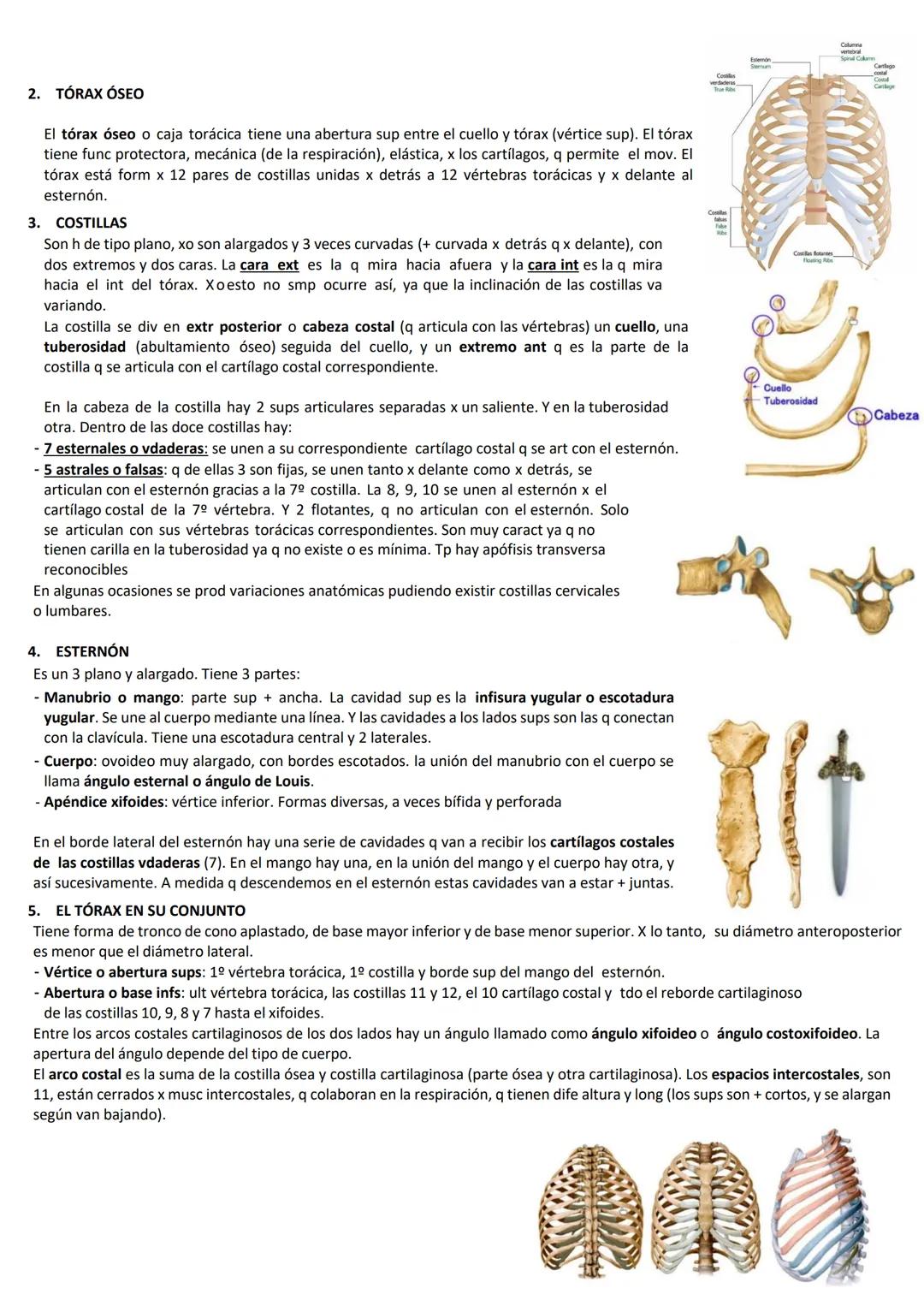SEMIARIO 6: COSTILLAS, VERTEBRAS Y TORAX OSEO
1. COLUMNA VERTEBRAL
Es un tallo óseo, q es considerado el eje del esq axial, q transmite el p
