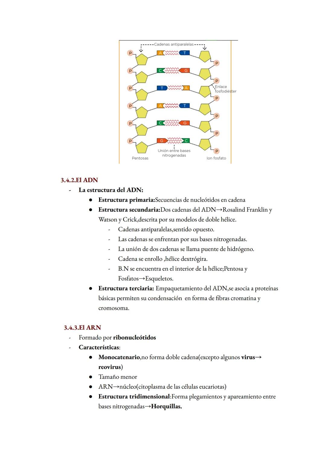 Tema 1:La base molecular de la vida
1. La composición de la materia de la vida
1. 1. Característica de la vida
1.
Está formado por células
C