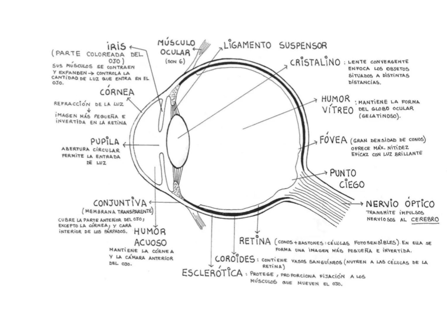 IRIS
(PARTE COLOREADA DEL
OJO)
SUS MÚSCULOS SE CONTRAEN
Y EXPANDEN
CONTROLA LA
CANTIDAD DE LUZ QUE ENTRA EN EL
030.
CORNEA
REFRACCIÓN DE LA 