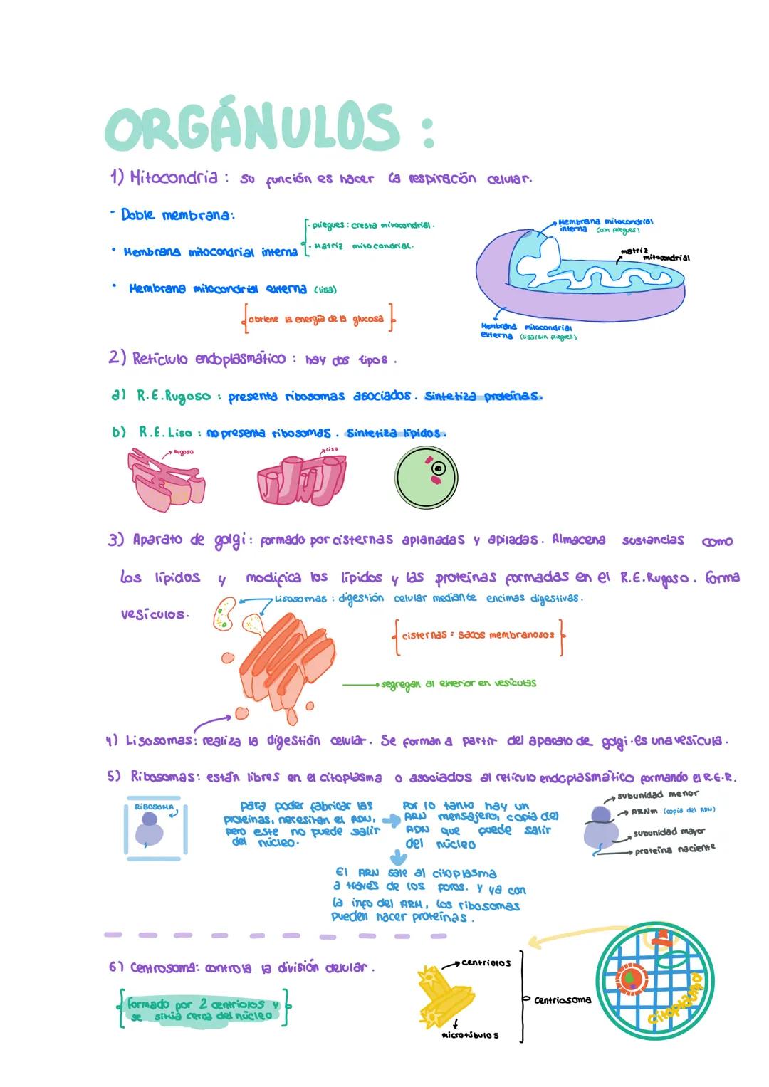 unidad 2. Las células

26/10/2023

# La Célula; ud. 2:

- LAS CÉLULAS:

niveles abióticos: en materia viva e inerte.
- Niveles de organizaci