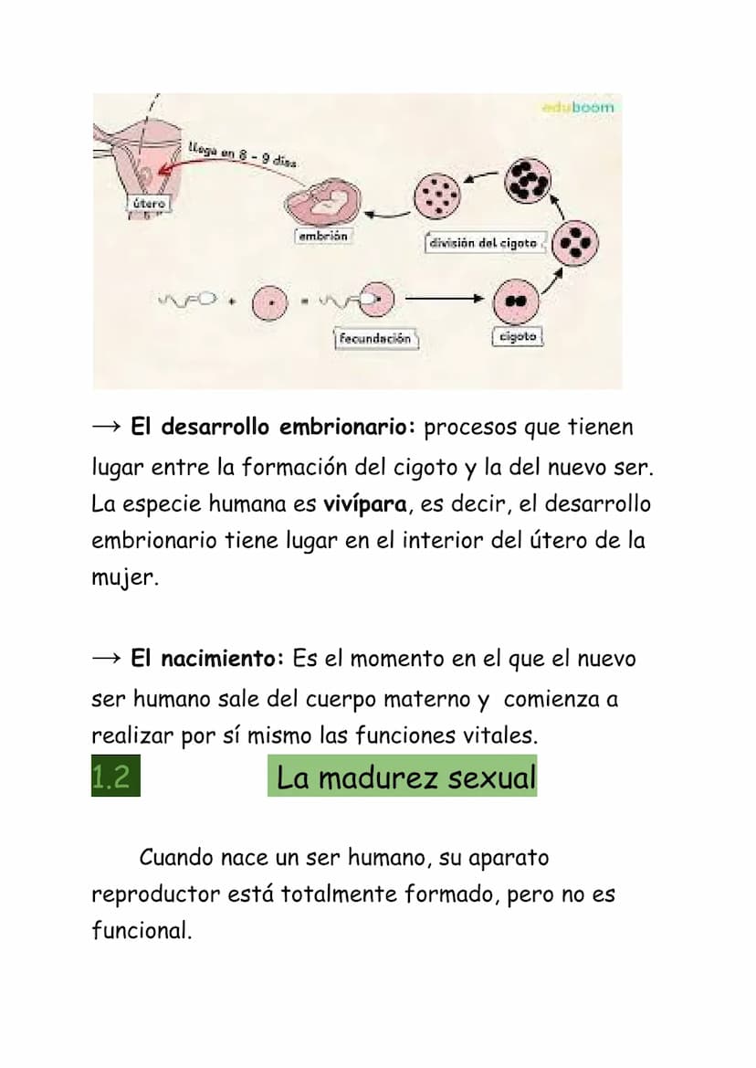 REPRODUCCIÓN HUMANA:
La reproducción humana es sexual. Se realiza a
través de los gametos que se forman en los aparatos
masculino y femenino