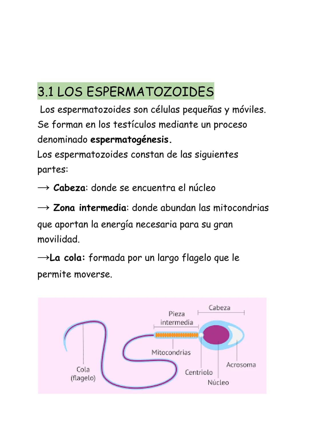REPRODUCCIÓN HUMANA:
La reproducción humana es sexual. Se realiza a
través de los gametos que se forman en los aparatos
masculino y femenino