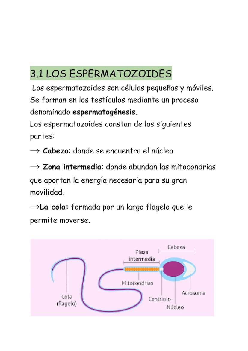 REPRODUCCIÓN HUMANA:
La reproducción humana es sexual. Se realiza a
través de los gametos que se forman en los aparatos
masculino y femenino