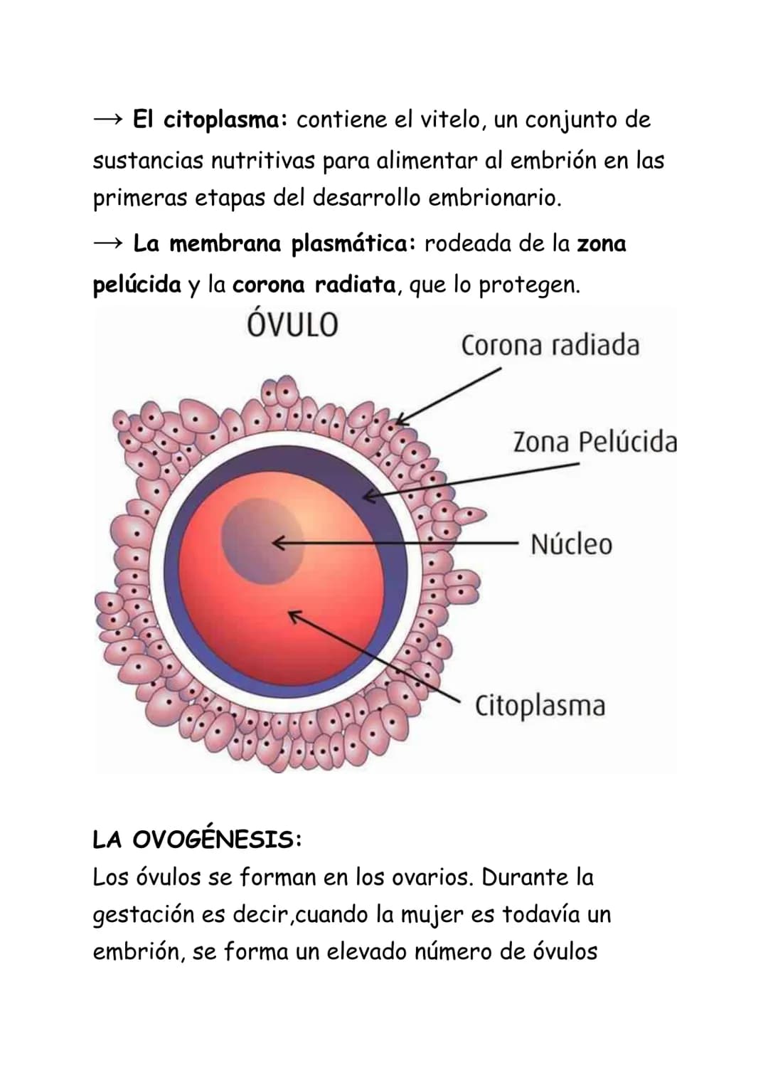 REPRODUCCIÓN HUMANA:
La reproducción humana es sexual. Se realiza a
través de los gametos que se forman en los aparatos
masculino y femenino