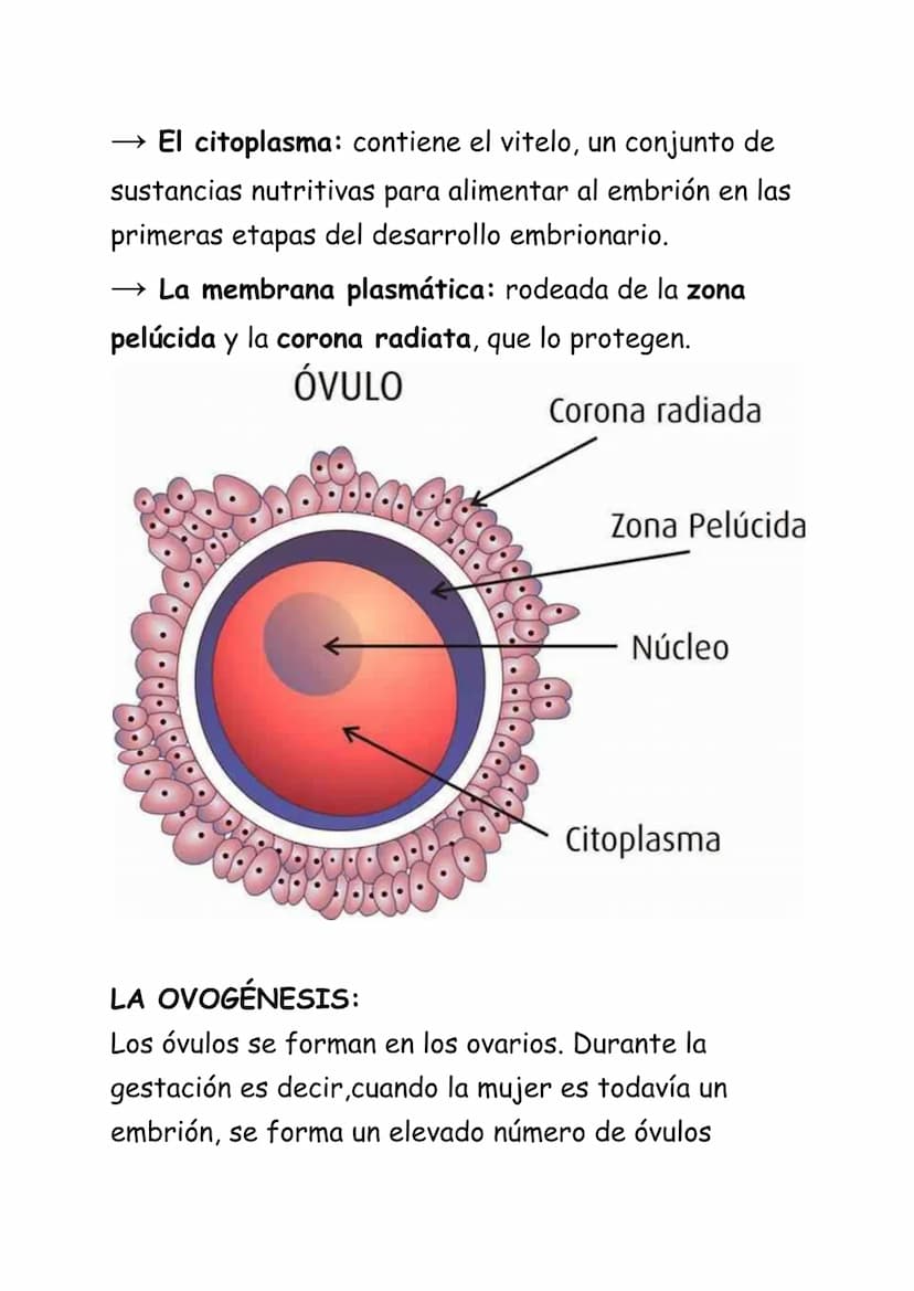 REPRODUCCIÓN HUMANA:
La reproducción humana es sexual. Se realiza a
través de los gametos que se forman en los aparatos
masculino y femenino