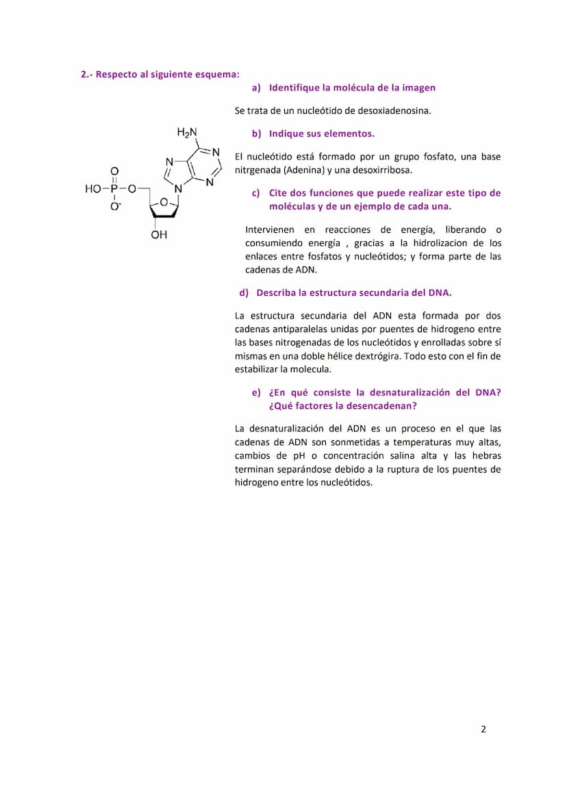 ÁCIDOS NUCLEICOS
1. Con respecto a los ácidos nucleicos:
a) la estructura de los monómeros que forman el DNA.
Los nucleótidos están formados