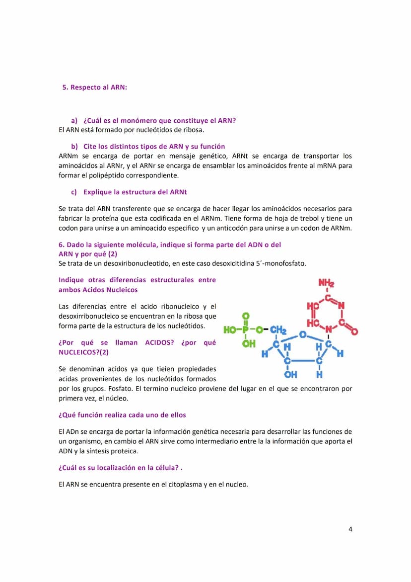 ÁCIDOS NUCLEICOS
1. Con respecto a los ácidos nucleicos:
a) la estructura de los monómeros que forman el DNA.
Los nucleótidos están formados