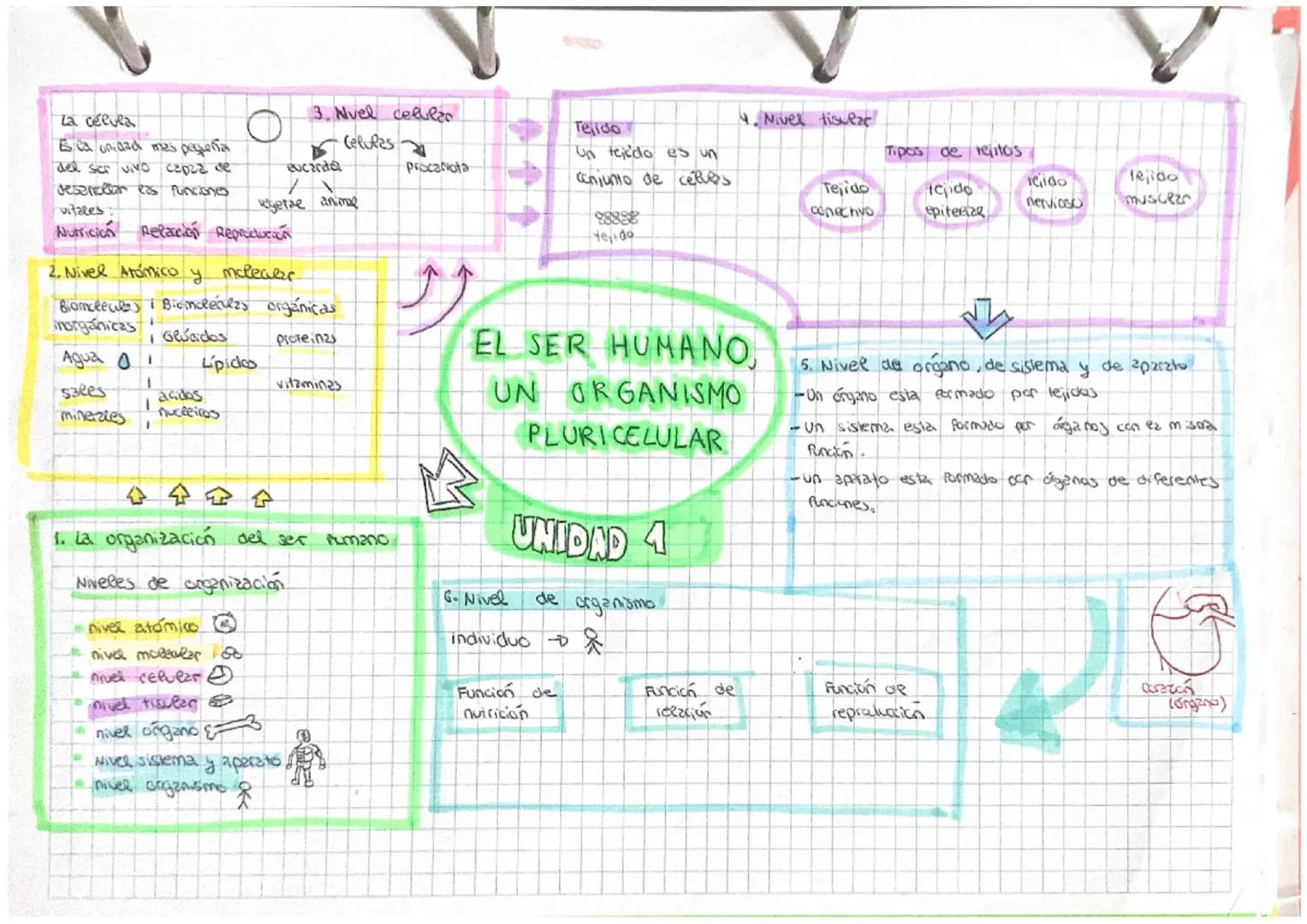 La célula
E ca on dad mas pequeña
del ser vivo CEDZE de
deservcelar las funciones
vitales
Nutricion Refaccion Reproduction
O
Agua
sales
mine