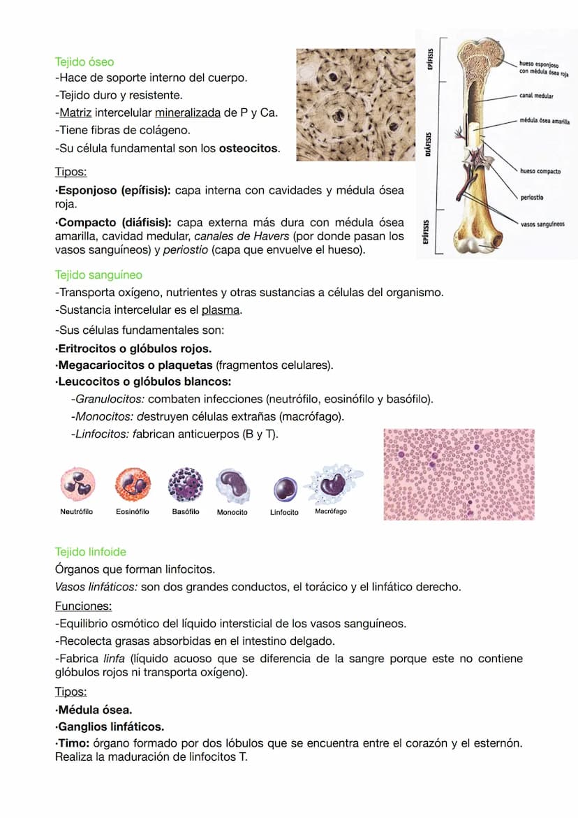 EXAMEN BIOLOGIA 9
EVOLUCIÓN ORGANISMOS CELULARES
Los organismos celulares son células osmotrofas ya que realizan las funciones vitales y
se 