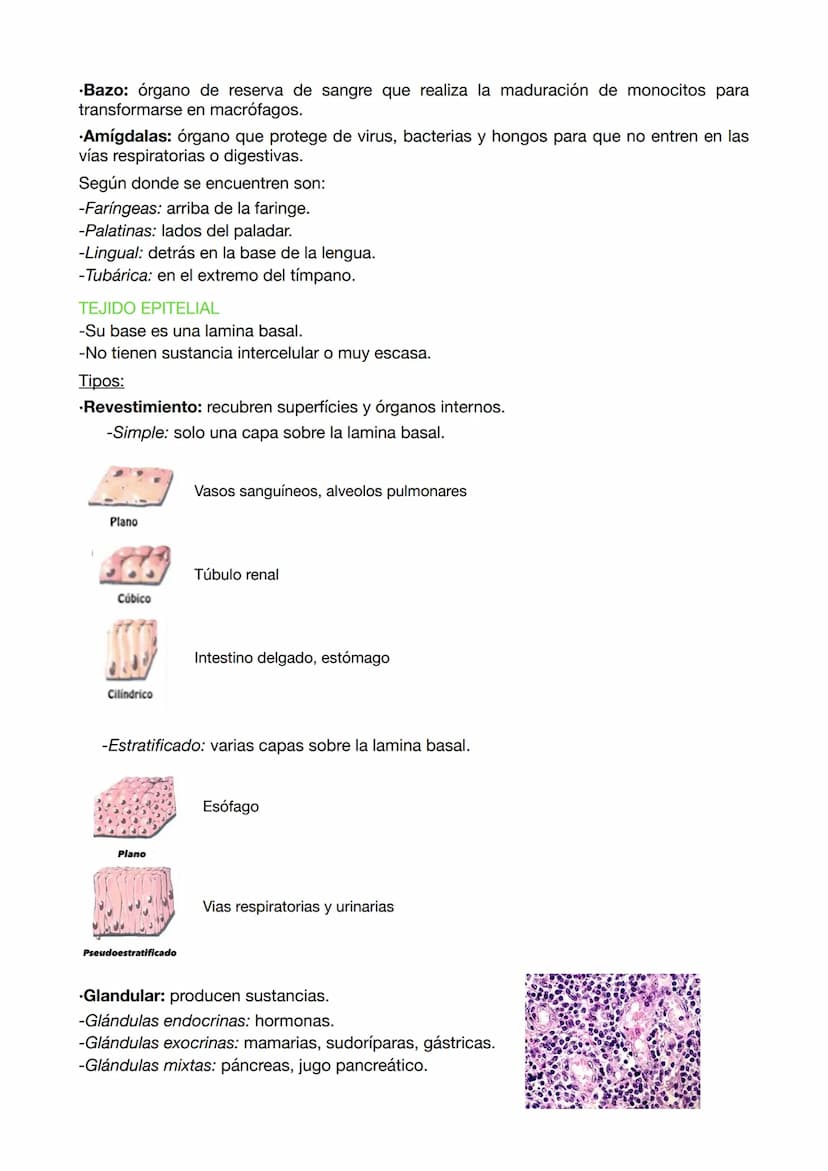 EXAMEN BIOLOGIA 9
EVOLUCIÓN ORGANISMOS CELULARES
Los organismos celulares son células osmotrofas ya que realizan las funciones vitales y
se 