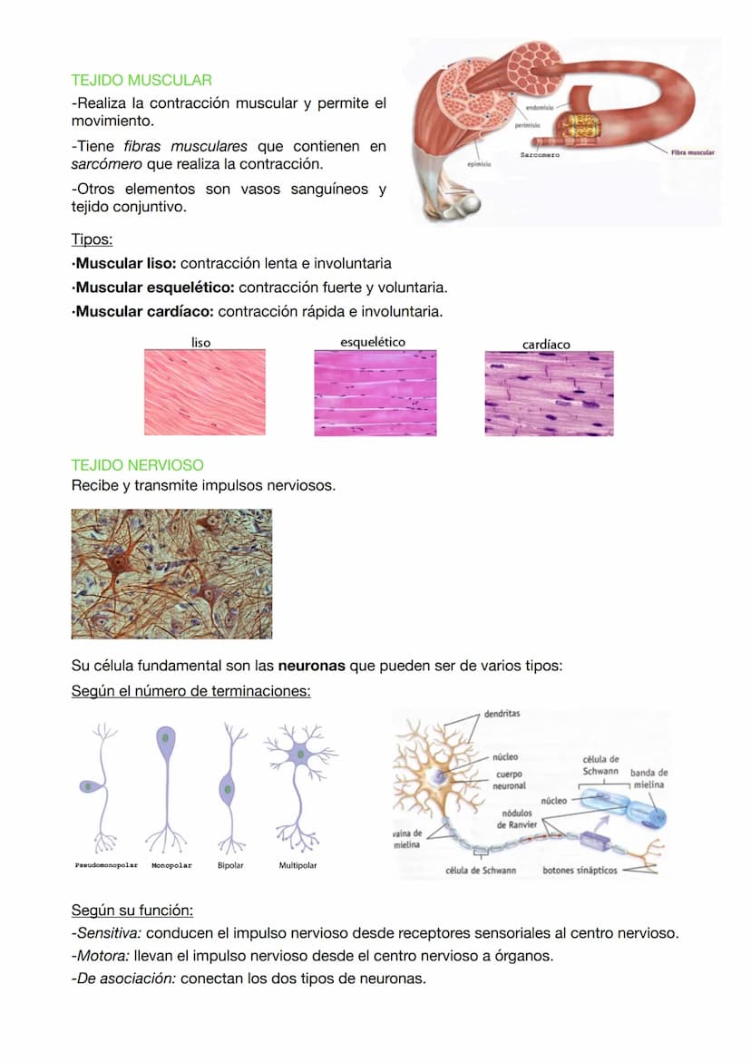EXAMEN BIOLOGIA 9
EVOLUCIÓN ORGANISMOS CELULARES
Los organismos celulares son células osmotrofas ya que realizan las funciones vitales y
se 
