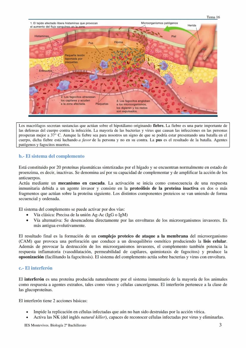 TEMA 16 INMUNOLOGÍA
1.- LA DEFENSA DEL ORGANISMO
Los seres vivos poseen diferentes mecanismos para defenderse de las infecciones con varias 