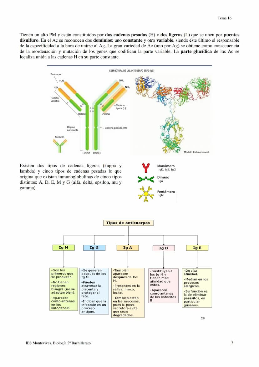 TEMA 16 INMUNOLOGÍA
1.- LA DEFENSA DEL ORGANISMO
Los seres vivos poseen diferentes mecanismos para defenderse de las infecciones con varias 