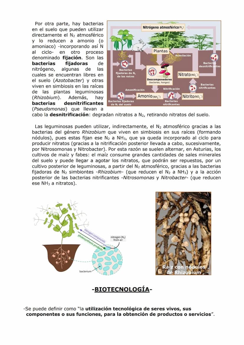 MICROBIOLOGÍA. BIOTECNOLOGÍA.
-MICROBIOLOGÍA-
-Un microorganismo es un ser vivo solo observable al microscopio. Es un concepto sin
implicaci