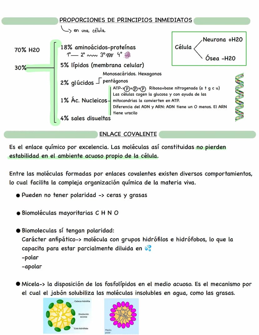 D
BIOLOGÍA BIOQUÍMICA
La bioquímica es la ciencia que estudia la composición química de los seres vivos y las
reacciones que ocurren en ello