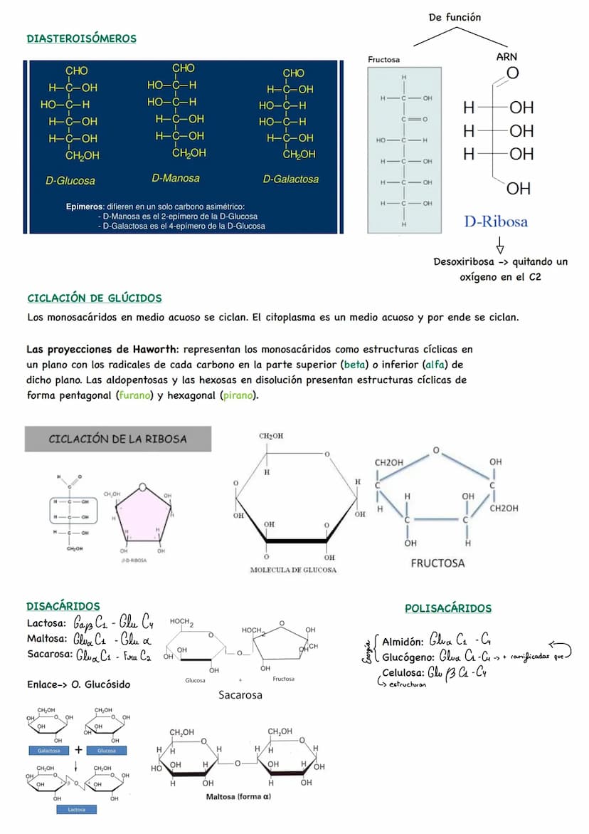 D
BIOLOGÍA BIOQUÍMICA
La bioquímica es la ciencia que estudia la composición química de los seres vivos y las
reacciones que ocurren en ello