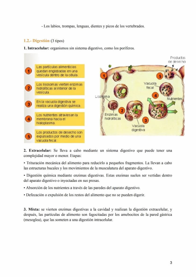 T-8: Aparatos digestivo y respiratorio
Nutrición →incorporación y transformación de materia y energía de los organismos para que
puedan llev
