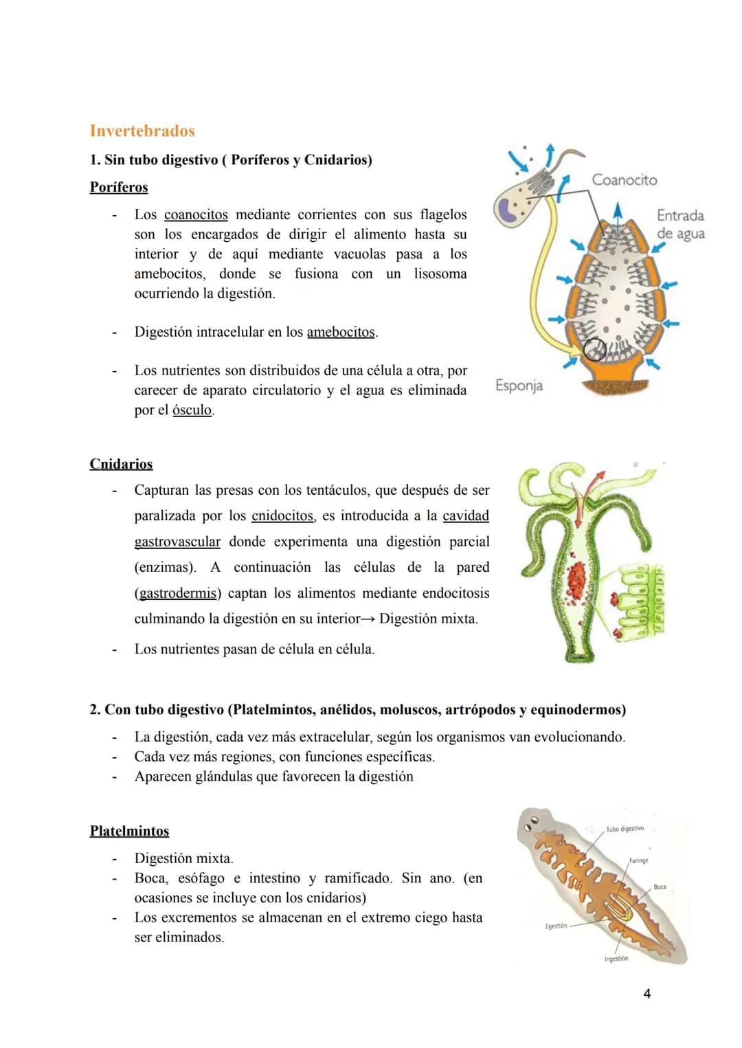 T-8: Aparatos digestivo y respiratorio
Nutrición →incorporación y transformación de materia y energía de los organismos para que
puedan llev