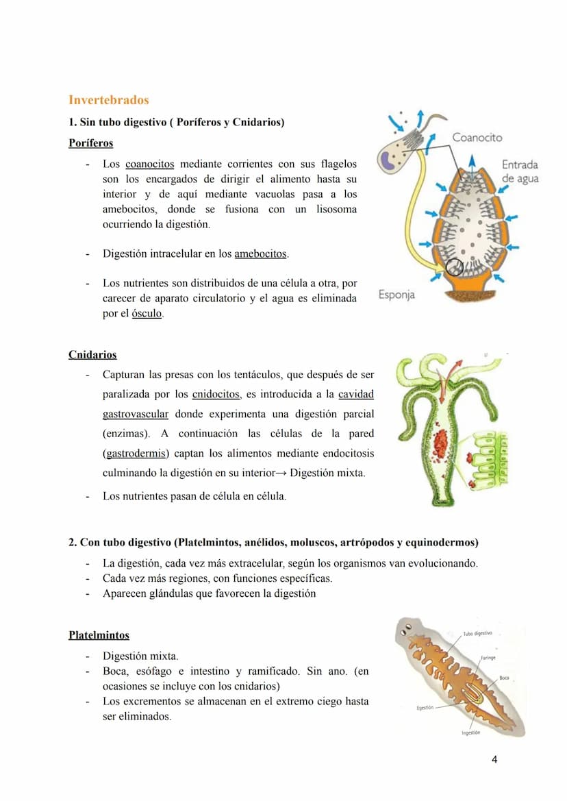 T-8: Aparatos digestivo y respiratorio
Nutrición →incorporación y transformación de materia y energía de los organismos para que
puedan llev