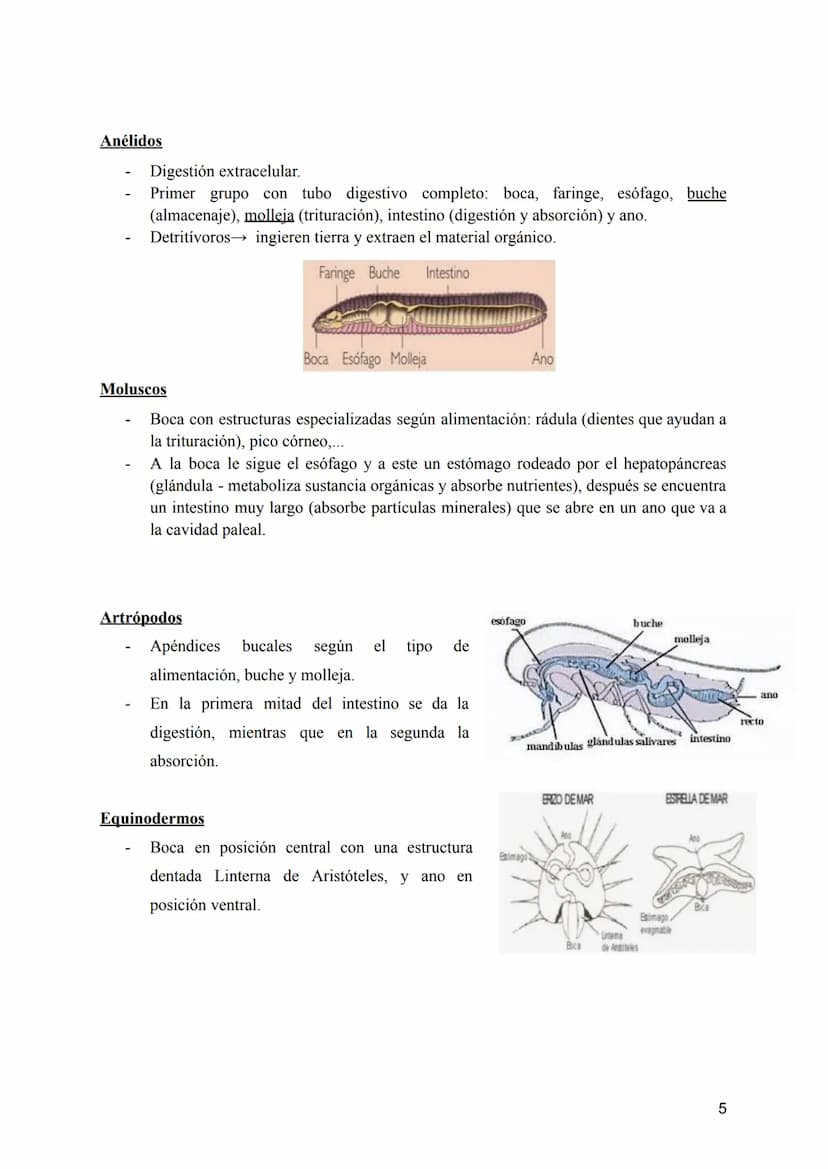 T-8: Aparatos digestivo y respiratorio
Nutrición →incorporación y transformación de materia y energía de los organismos para que
puedan llev