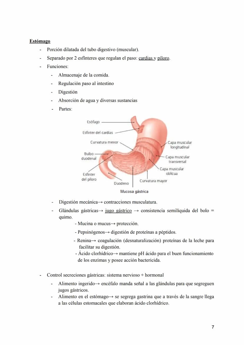 T-8: Aparatos digestivo y respiratorio
Nutrición →incorporación y transformación de materia y energía de los organismos para que
puedan llev
