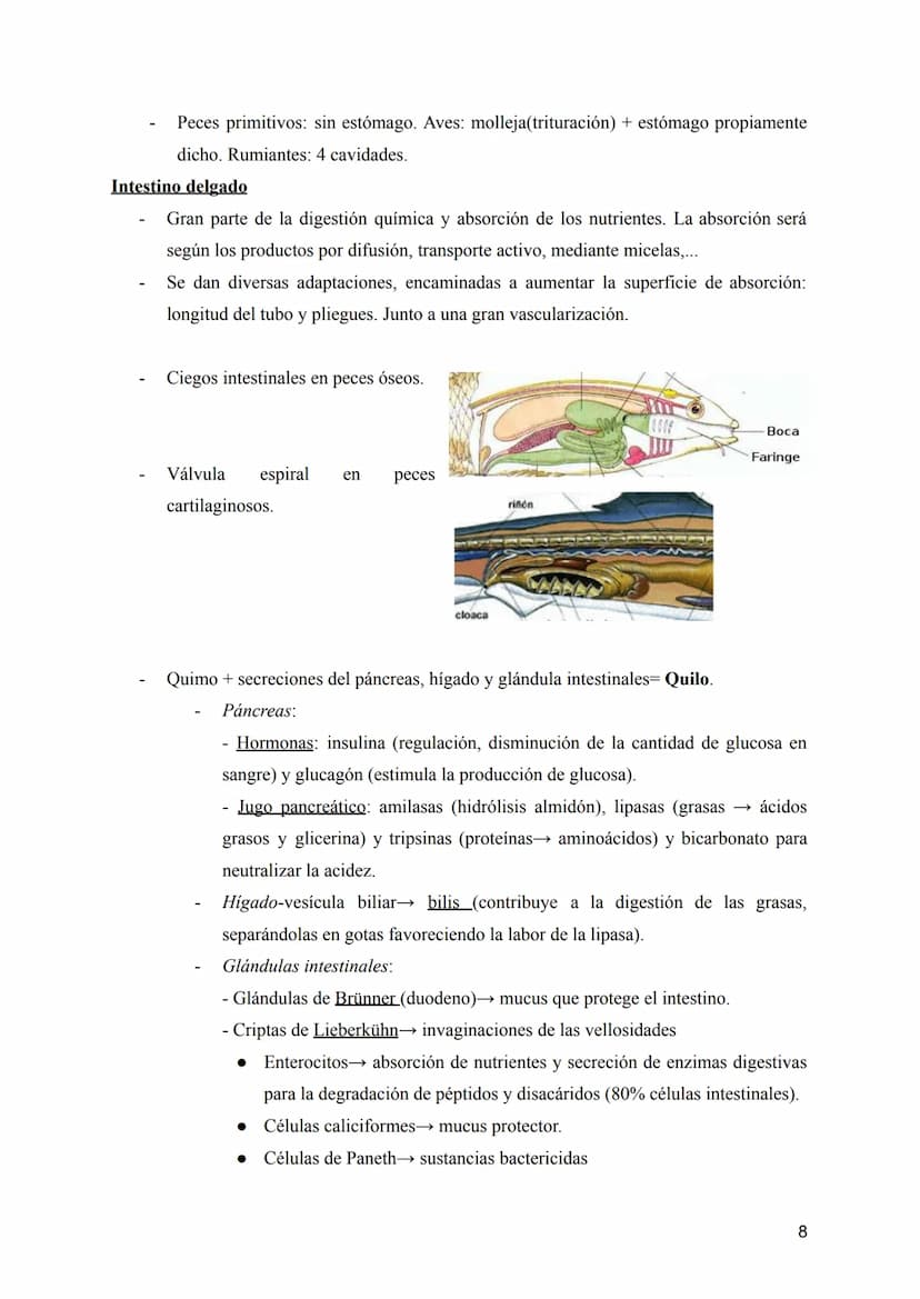 T-8: Aparatos digestivo y respiratorio
Nutrición →incorporación y transformación de materia y energía de los organismos para que
puedan llev
