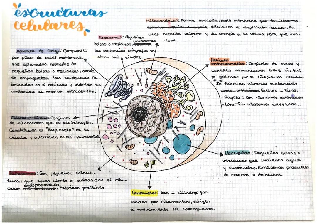 Las Estructuras Celulares.