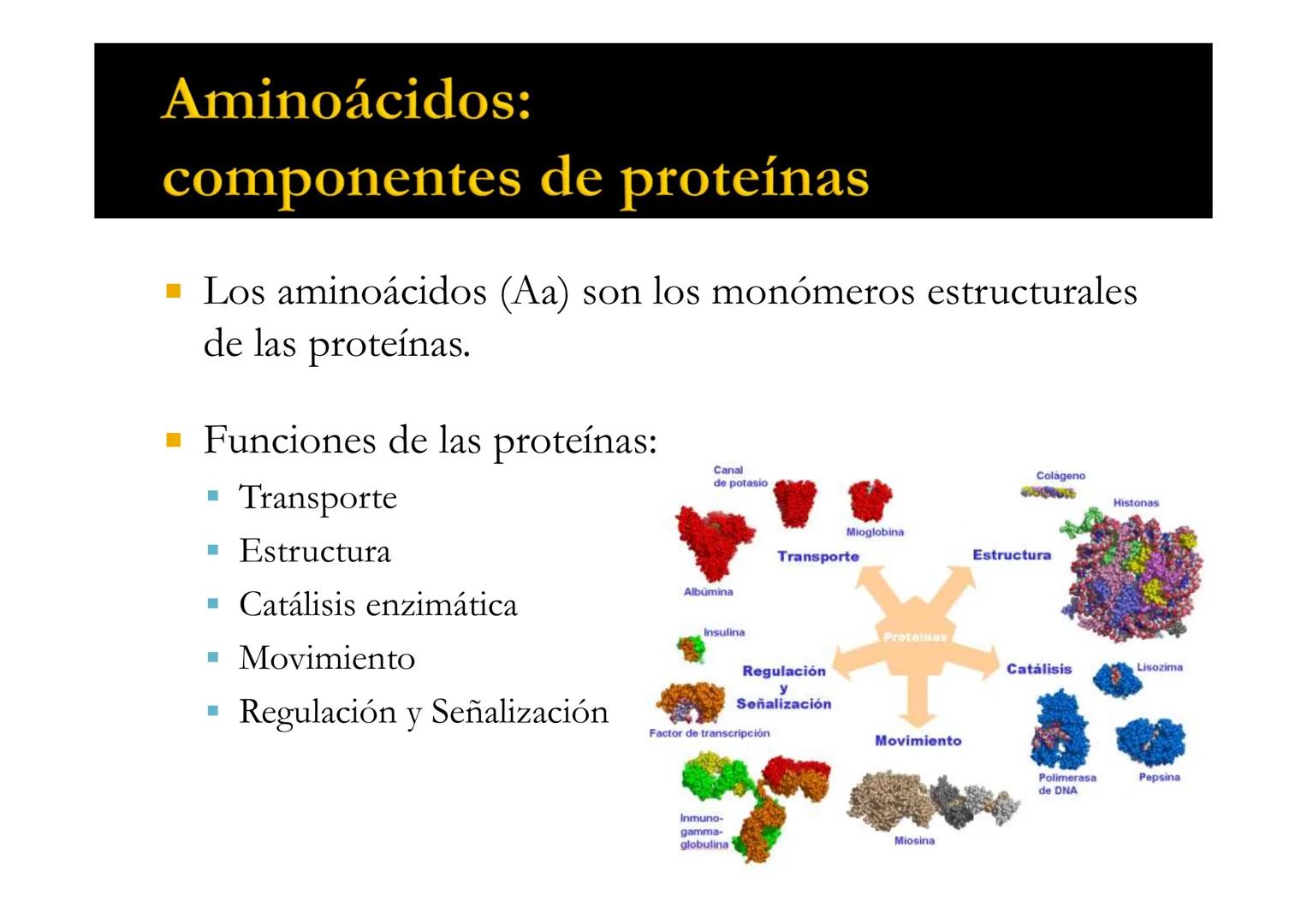 SUI
T4 AMINOÁCIDOS
Forman las proteínas
Bioquímica-I
Grado en Medicina
UNIVERSIDAD
ALFONSO X EL SABIO
Profs. Ana Martínez García
Isabel Olaz