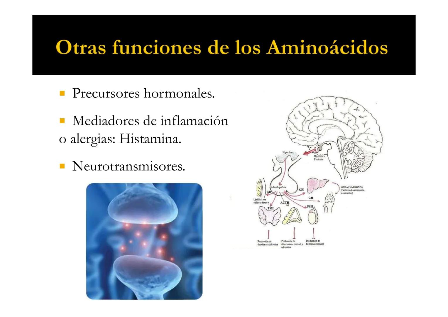 SUI
T4 AMINOÁCIDOS
Forman las proteínas
Bioquímica-I
Grado en Medicina
UNIVERSIDAD
ALFONSO X EL SABIO
Profs. Ana Martínez García
Isabel Olaz