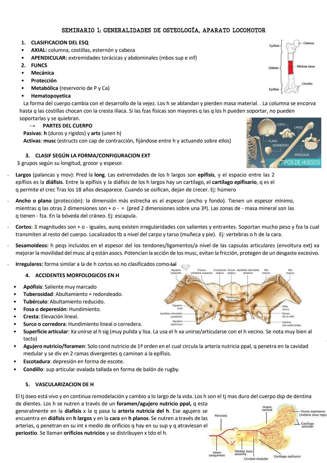 # SEMINARIO 1: GENERALIDADES DE OSTEOLOGÍA, APARATO LOCOMOTOR

1. CLASIFICACION DEL ESQ

*   AXIAL: columna, costillas, esternón y cabeza
* 