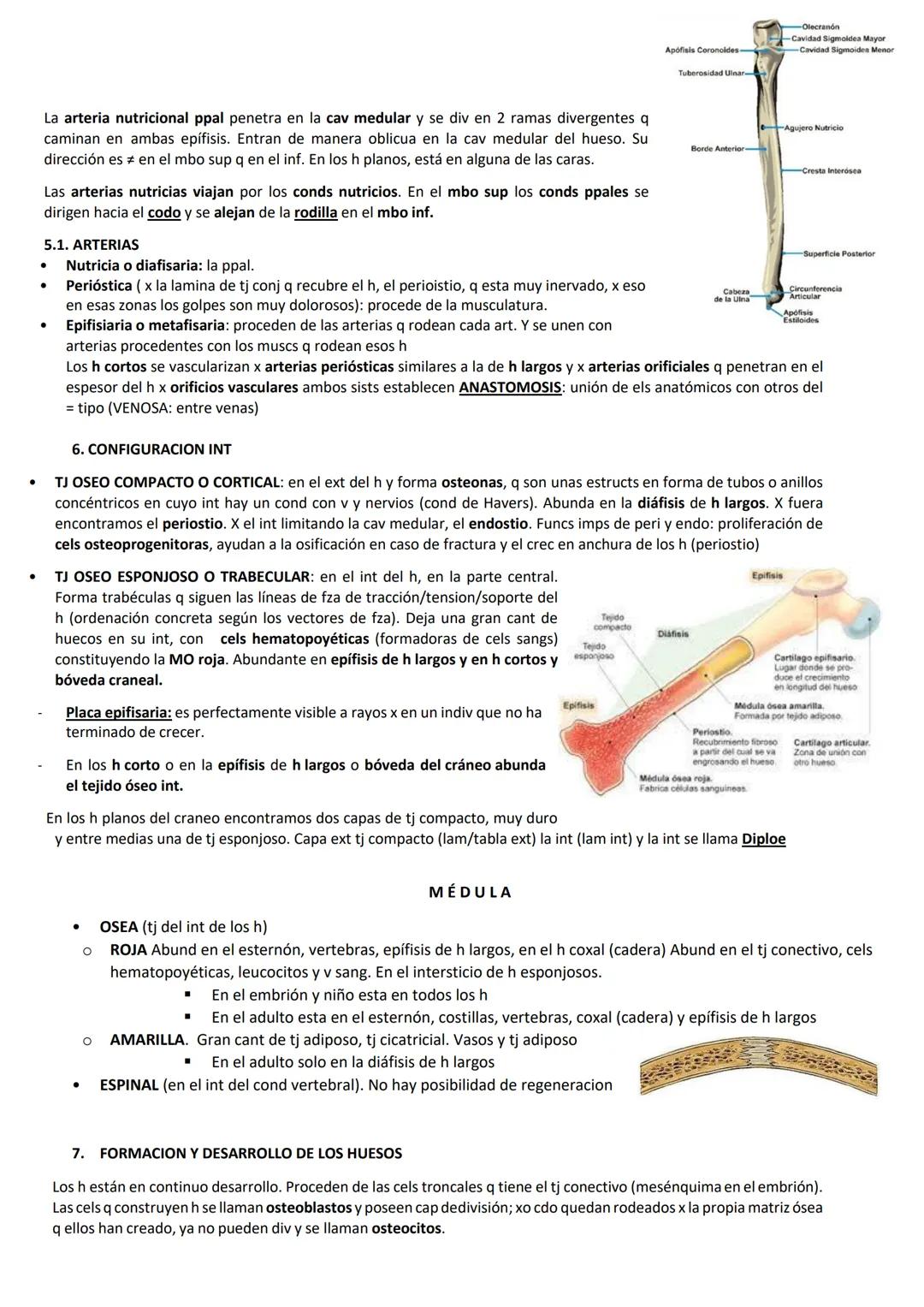 # SEMINARIO 1: GENERALIDADES DE OSTEOLOGÍA, APARATO LOCOMOTOR

1. CLASIFICACION DEL ESQ

*   AXIAL: columna, costillas, esternón y cabeza
* 