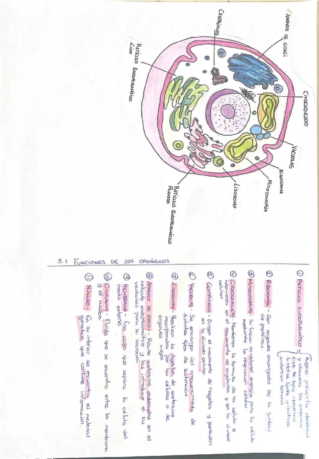 # 1. NIVECES DE ORGANIZACIÓN DE LA MATERIA VIVA

protones
NIVEL SUBATÓMICO neutrones
electrones

NIVEL ATÓMICO - BioELEMENTOS (elenerlos quí