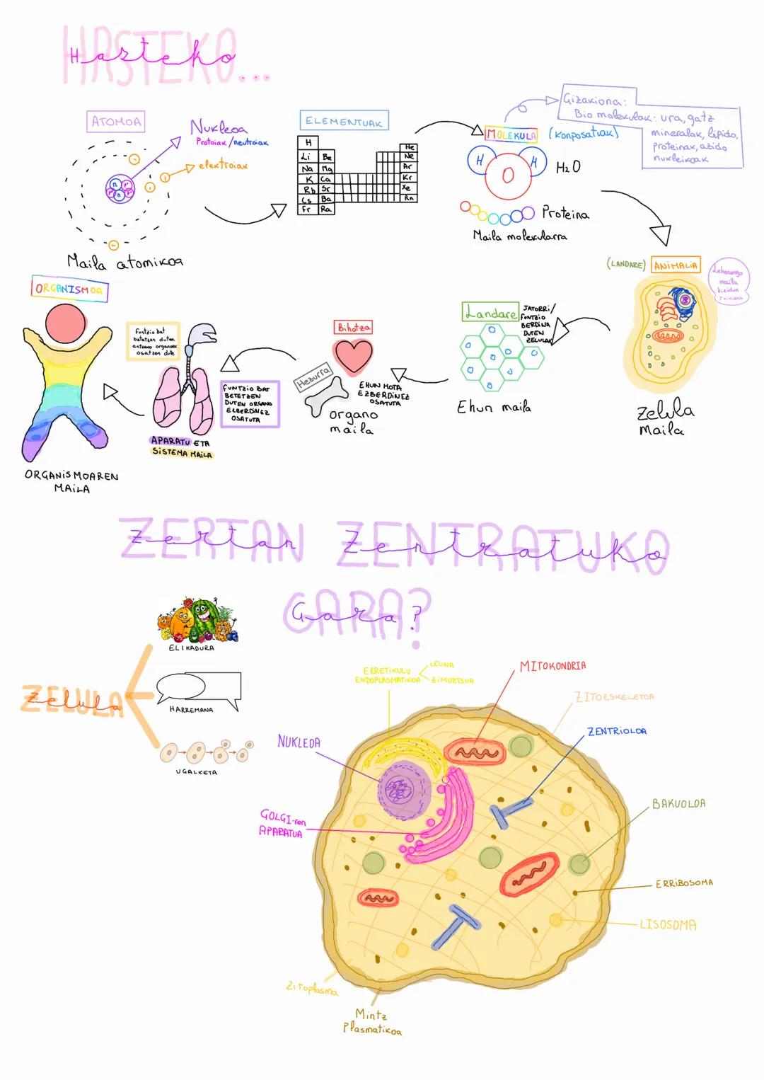 Harteko

ATOMOA
Nukleoa
✔ Protoiak/neutrcian
◎ elextroian

Maila atomikoa

ORGANISMOR


ORGANISMOAREN
MAILA

APARATU ETA
SISTEMA MAILA

FUNT