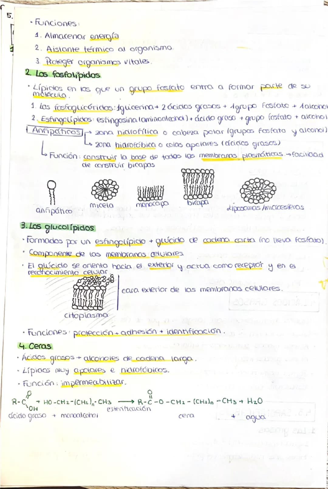 --- OCR Start ---
1. LA COMPOSICIÓN DE LA MATERIA VIVA
1.1. CARACTERÍSTICAS QUE DEFINEN A LOS SERES VIVOS
1. Una composición química similar