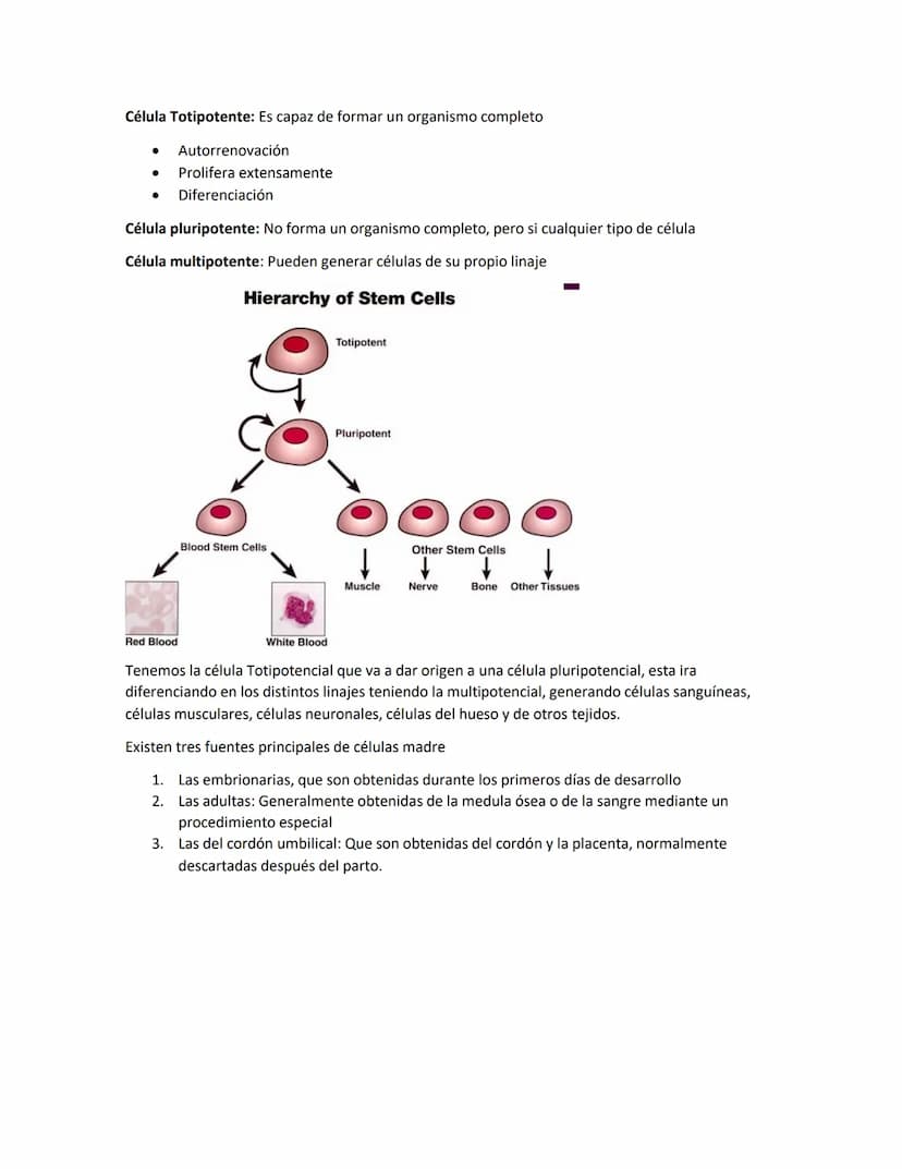 Hematología
Estudio de la Sangre, de los órganos que la producen y de las enfermedades asociadas
Componentes de la sangre:
●
●
Glóbulos blan