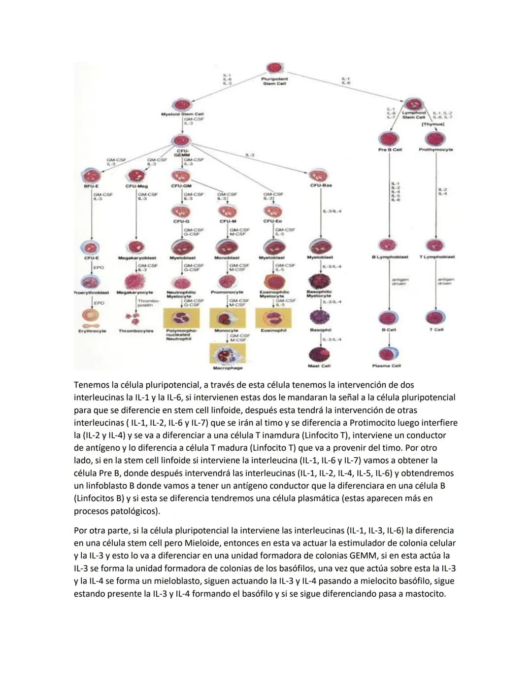 Hematología
Estudio de la Sangre, de los órganos que la producen y de las enfermedades asociadas
Componentes de la sangre:
●
●
Glóbulos blan