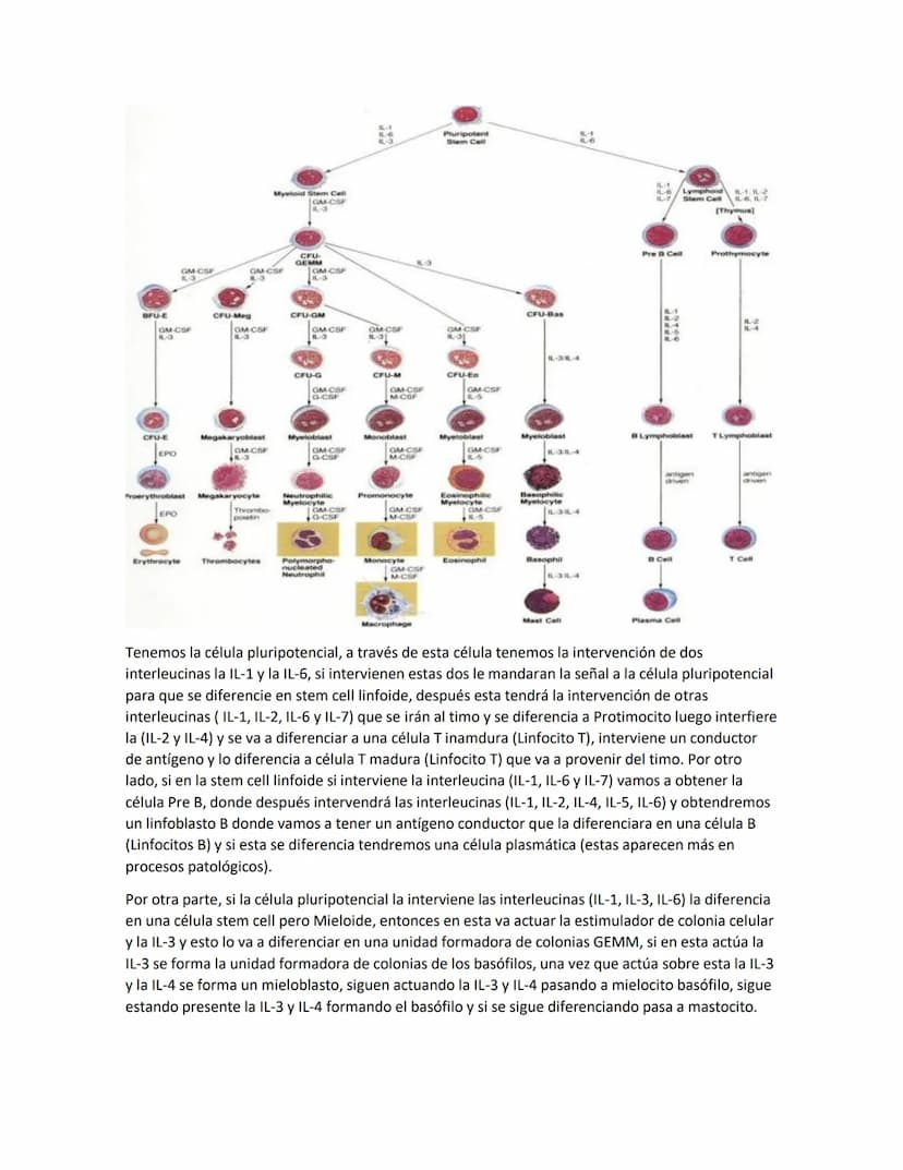 Hematología
Estudio de la Sangre, de los órganos que la producen y de las enfermedades asociadas
Componentes de la sangre:
●
●
Glóbulos blan