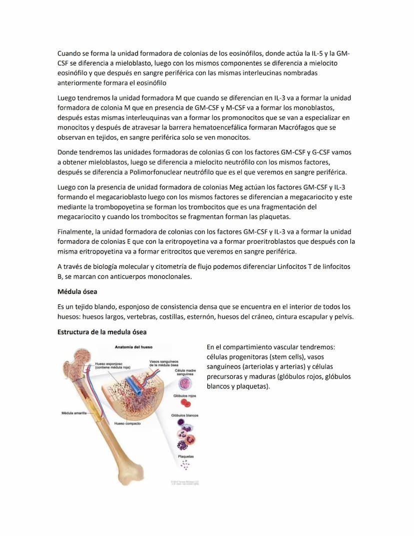 Hematología
Estudio de la Sangre, de los órganos que la producen y de las enfermedades asociadas
Componentes de la sangre:
●
●
Glóbulos blan