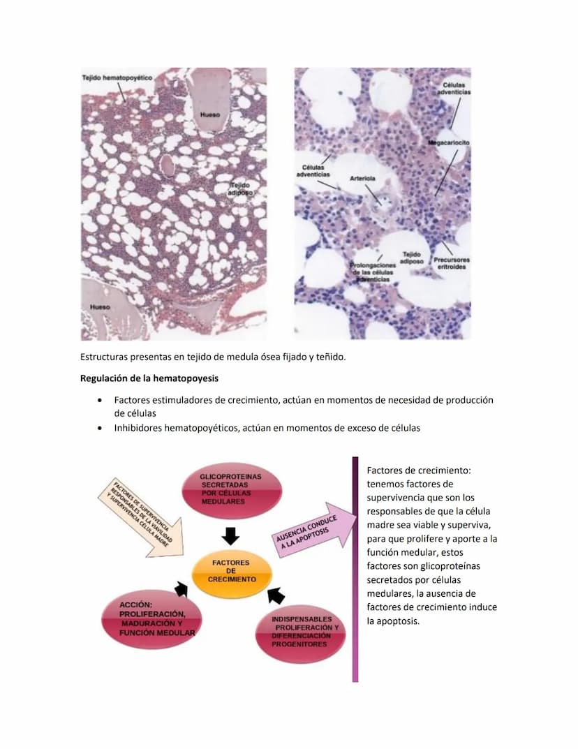 Hematología
Estudio de la Sangre, de los órganos que la producen y de las enfermedades asociadas
Componentes de la sangre:
●
●
Glóbulos blan