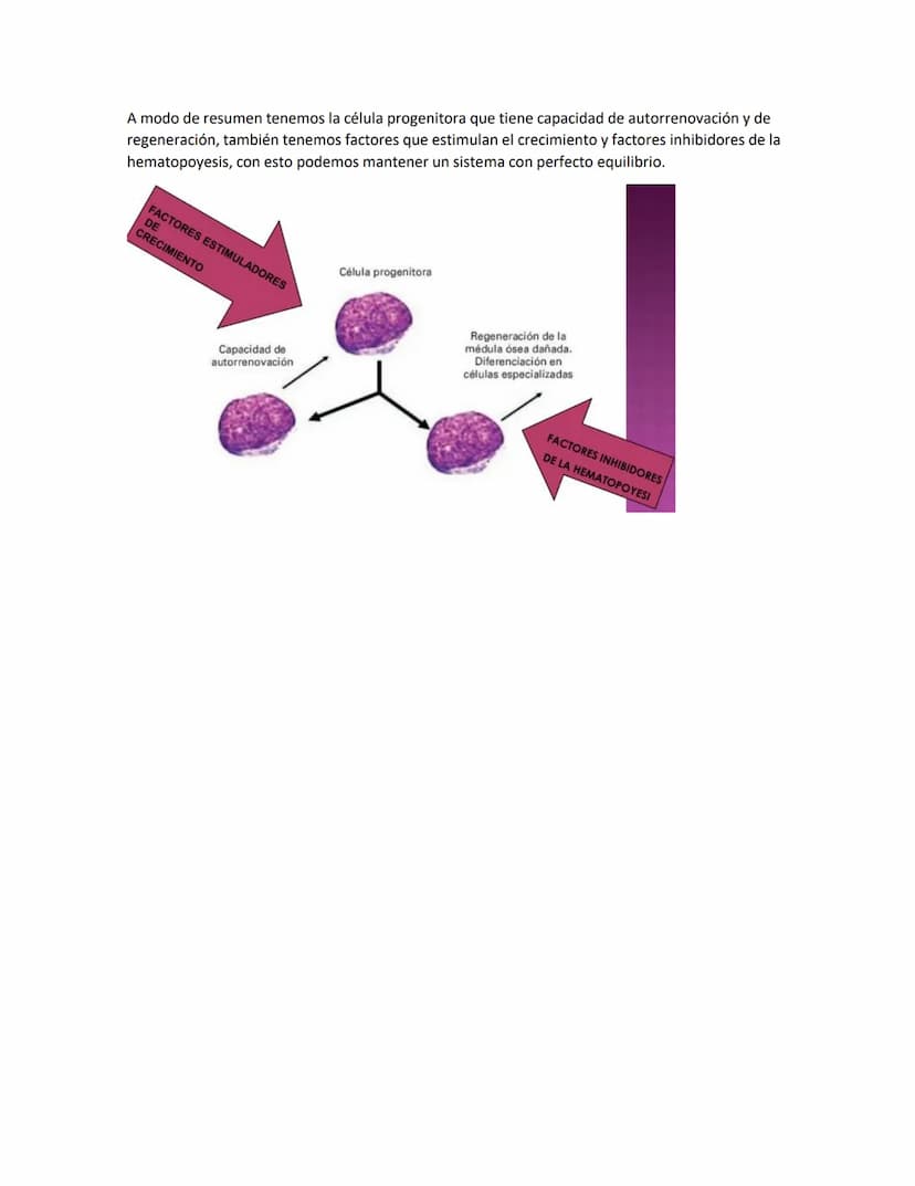 Hematología
Estudio de la Sangre, de los órganos que la producen y de las enfermedades asociadas
Componentes de la sangre:
●
●
Glóbulos blan