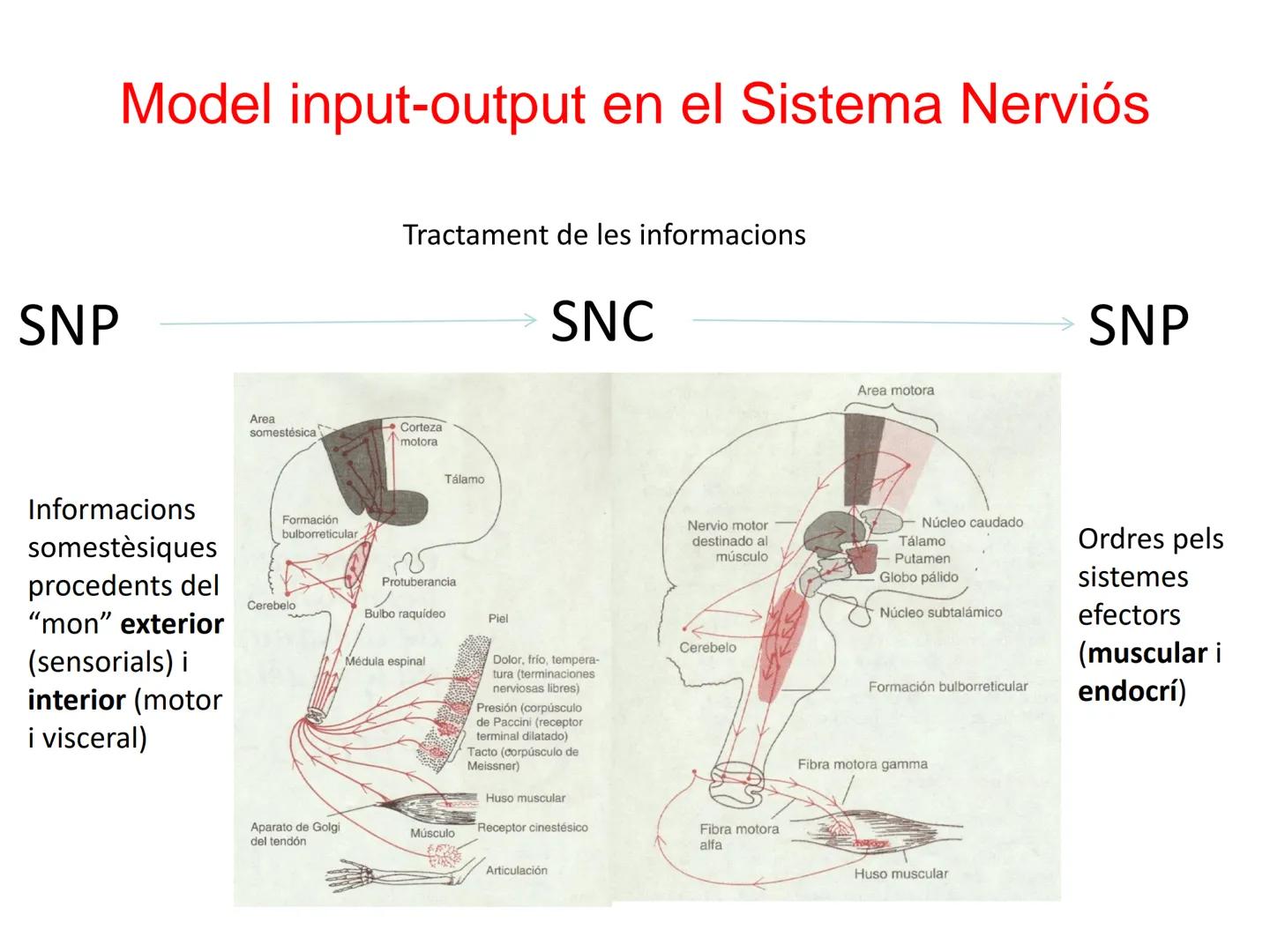 Tema 2. Part 1
Aportacions de la neurociència a la psicologia
Curs 22-23
16 Selbstvertraun 17 Willenskraft 21 Verehrung (22 Wohlwollen 42
Zä