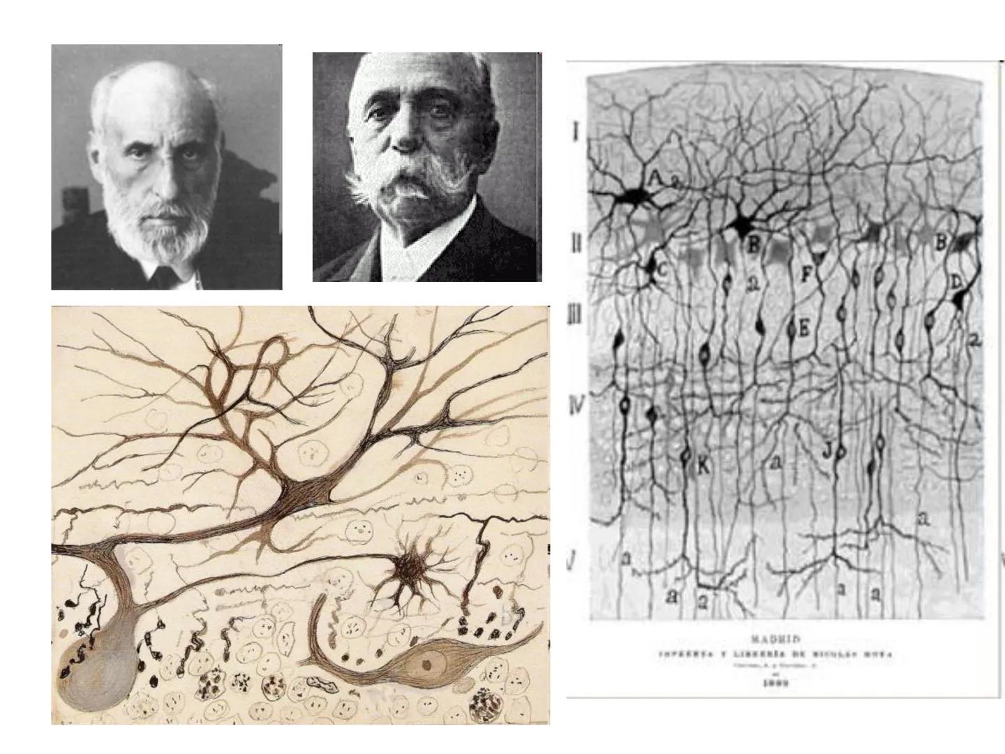 Tema 2. Part 1
Aportacions de la neurociència a la psicologia
Curs 22-23
16 Selbstvertraun 17 Willenskraft 21 Verehrung (22 Wohlwollen 42
Zä
